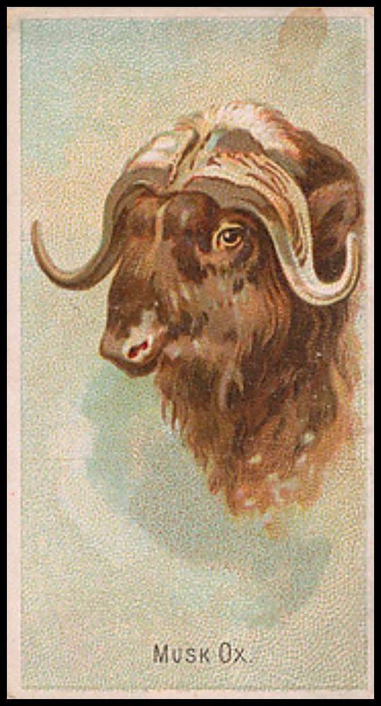 26 Musk Ox